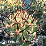 Eriosyce Ceratistes - Image 2