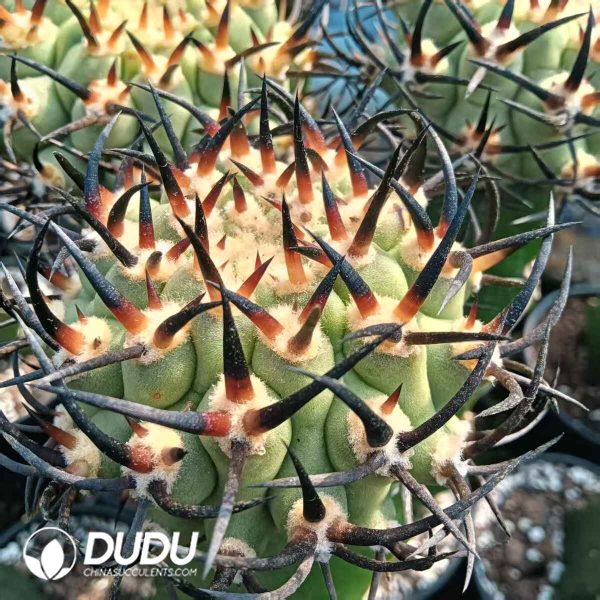 Eriosyce Ceratistes - Image 2