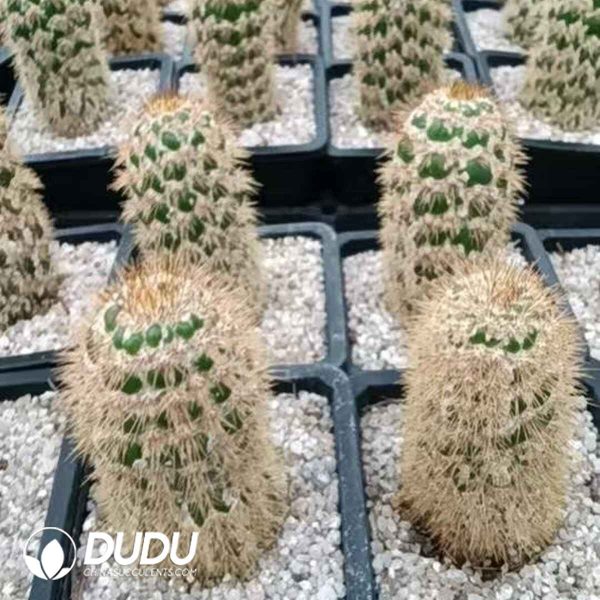 Pachycereus pringlei f. monstruosus cristata - Image 1