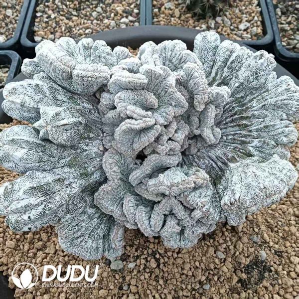 Astrophytum myriostigma Onzuka f. cristata - Image 1