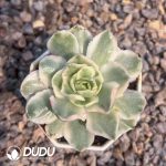 Echeveria Purple Butterfly Variegated