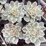 Echeveria Purple Butterfly Variegated - Image 2