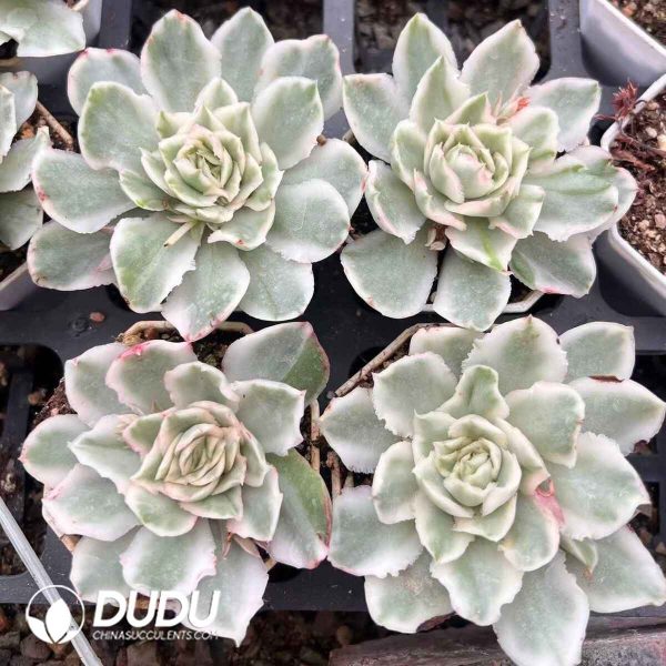 Echeveria Purple Butterfly Variegated - Image 2