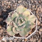 Echeveria Strawberry Cake Variegated