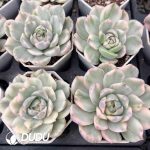 Echeveria Strawberry Cake Variegated - Image 2
