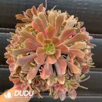 Aeonium Mona Lisa Variegated