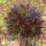 Aeonium Mona Lisa Variegated - Image 2