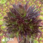 Aeonium Mona Lisa Variegated
