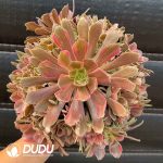 Aeonium Mona Lisa Variegated - Image 2