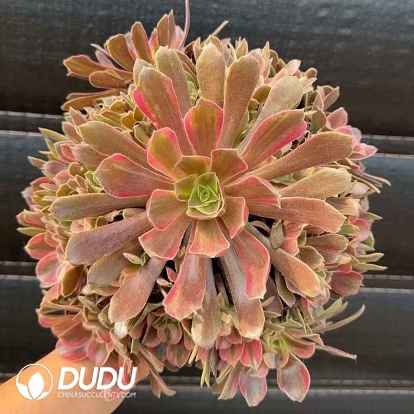 Aeonium Mona Lisa Variegated - Image 2