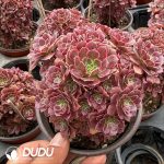 Aeonium Anna Variegated