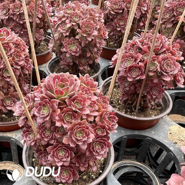 Aeonium Anna Variegated - Image 2