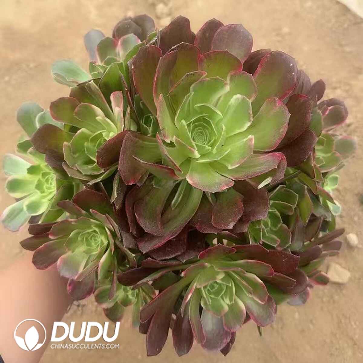08623D200201.jpg Aeonium Anna Variegated - Image 1