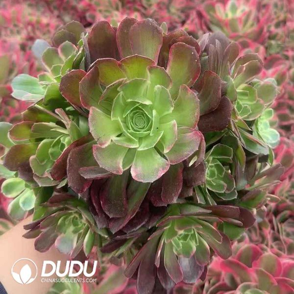 Aeonium Anna Variegated - Image 2