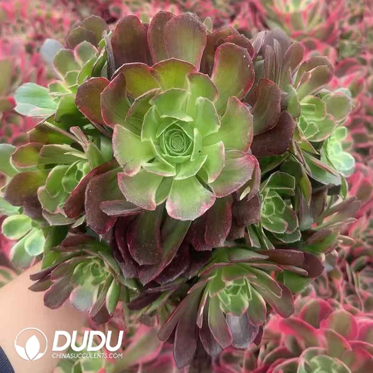 08624D250201.jpg Aeonium Anna Variegated - Image 1