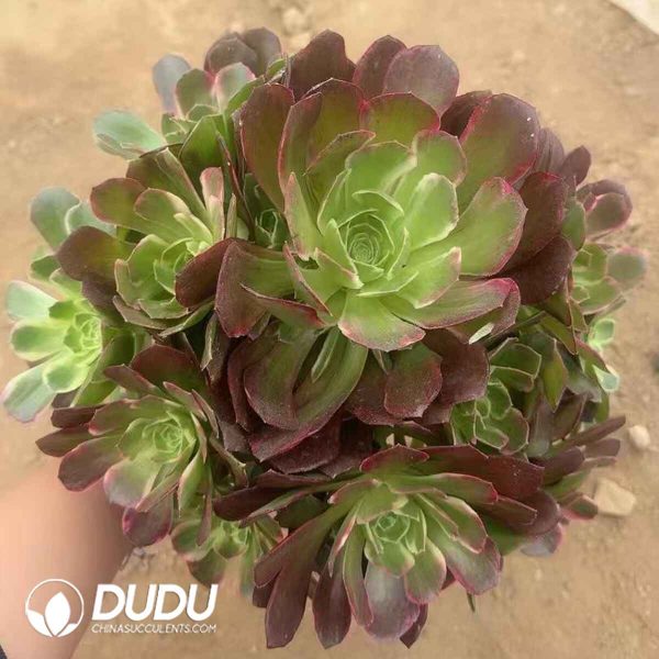 Aeonium Anna Variegated - Image 2