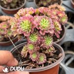 Aeonium Zhu Rong Variegated Clustering
