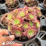 Aeonium Zhu Rong Variegated Clustering - Image 2