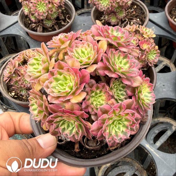 Aeonium Zhu Rong Variegated Clustering - Image 2