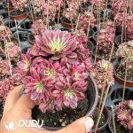 Aeonium Black Copper White Variegated Clustering