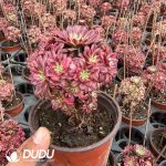 Aeonium Black Copper White Variegated Clustering - Image 2