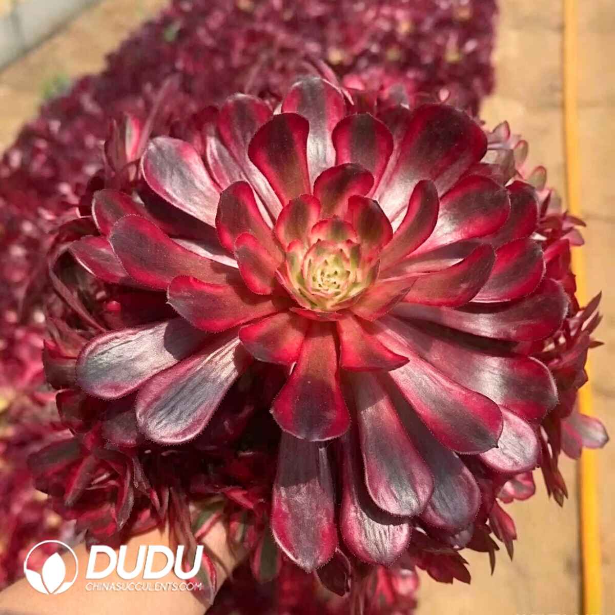 08630D200201.jpg Aeonium Red Copper White Variegated Clustering - Image 1