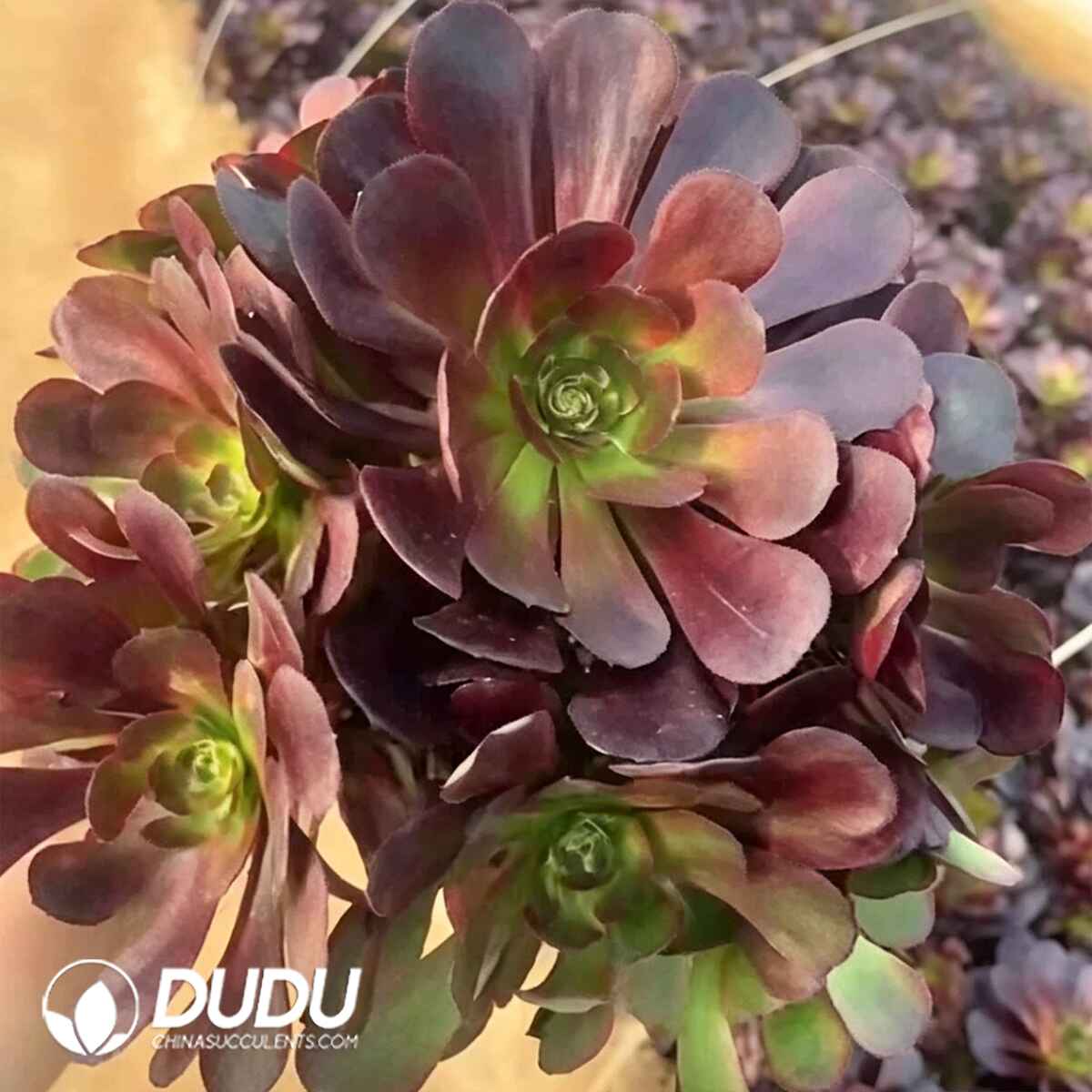 08642D250201.jpg Aeonium Sarang Clustering - Image 1