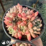 Echeveria Pretty