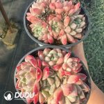 Echeveria Pretty - Image 2