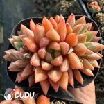 Echeveria Cobblestone