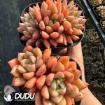 Echeveria Cobblestone - Image 2