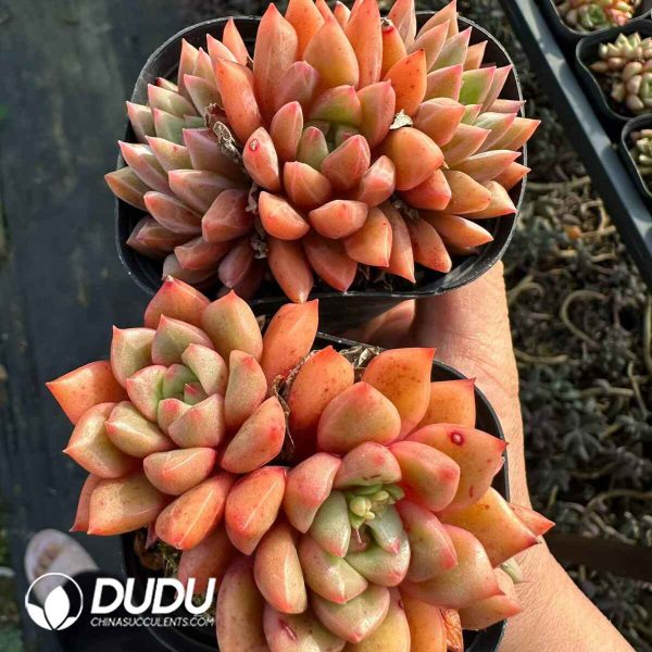 Echeveria Cobblestone - Image 2