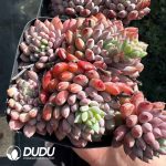 Echeveria Setosa Rondelli
