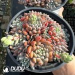 Echeveria Setosa Rondelli