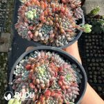 Echeveria Setosa Rondelli - Image 2