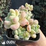 Sedum Clavatum - Image 2