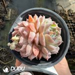 Echeveria Poseidon Double Heads