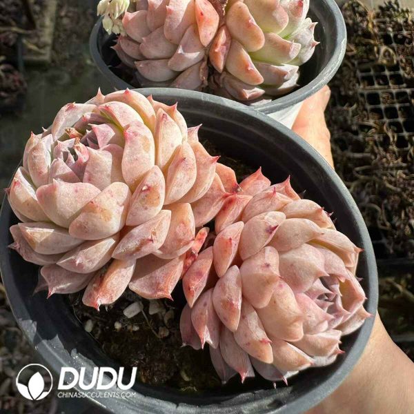 Echeveria Poseidon Double Heads - Image 2
