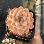 Echeveria Queen