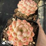 Echeveria Queen - Image 2