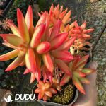 Sedum adolphii Firestorm