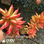 Sedum adolphii Firestorm - Image 2
