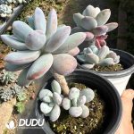 Pachyphytum cuicatecanum