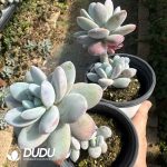 Pachyphytum cuicatecanum - Image 2