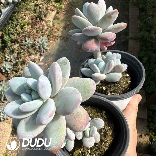 Pachyphytum cuicatecanum - Image 2