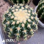 Echinocactus grusonii