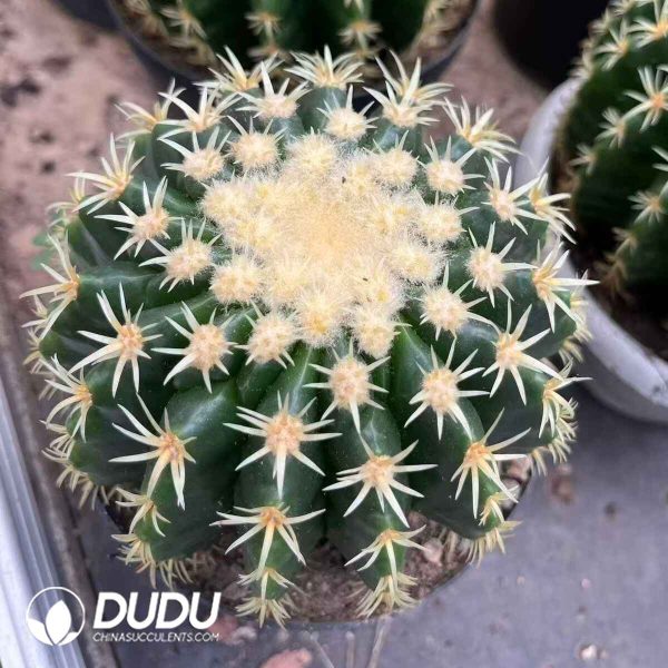 08663D150201.jpg Echinocactus grusonii - Image 1