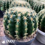 Echinocactus grusonii - Image 2