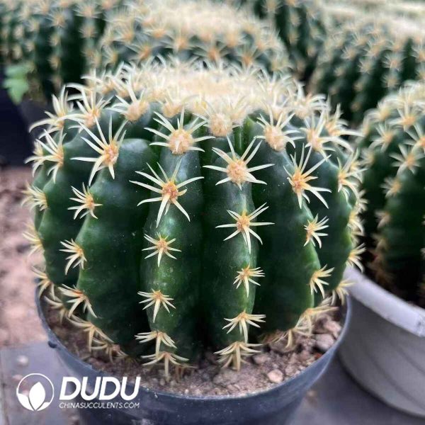 Echinocactus grusonii - Image 2