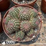 Echinocereus viridiflorus Clustering